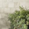 A green plant rests on a shelf next to a wall with a stylish Solar Pearl matt staggered tile design.